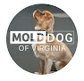 Mold Dog Of Virginia Crawl Space Mold Removal